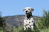 DALMATIEN 033